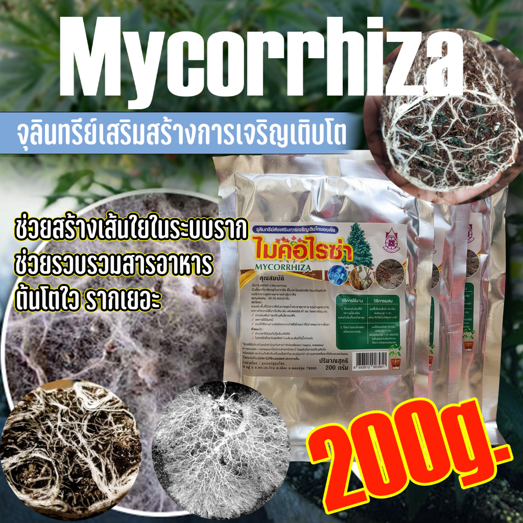 ของแท้ 100% ✨ ไมคอไรซ่า Mycorrhiza  จุลินทรีย์เสริมสร้างการเจริญเติบโต เร่งโต เร่งราก ป้องกันโรค ขนาด 200 กรัม