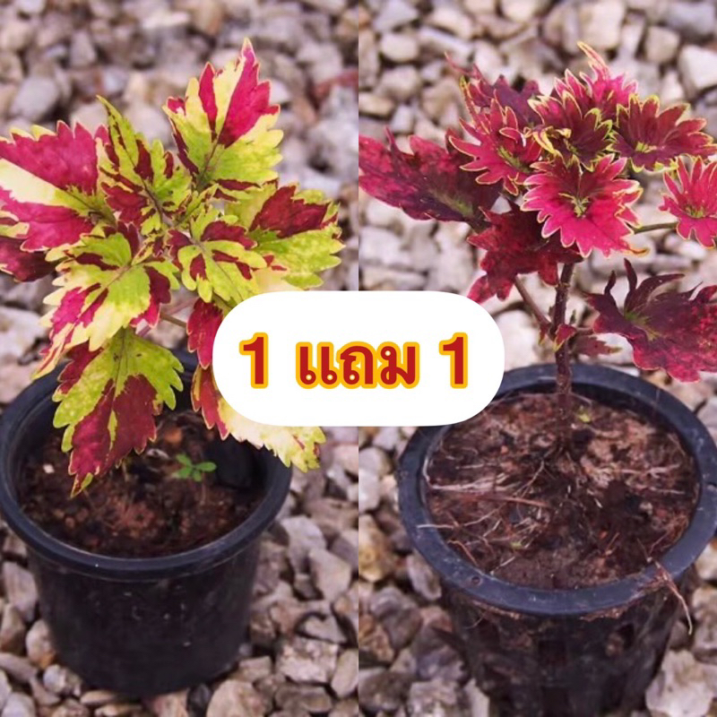 ไม้ประดับ 1ชุด 2 ต้น 2 สี ต้นฤาษีผสม ลำต้นอวบน้ำ ใบหยิกปลายแหลม มีขน ลักษณะเป็นไม้ล้มลุกและเป็นไม้พุ่มสูง