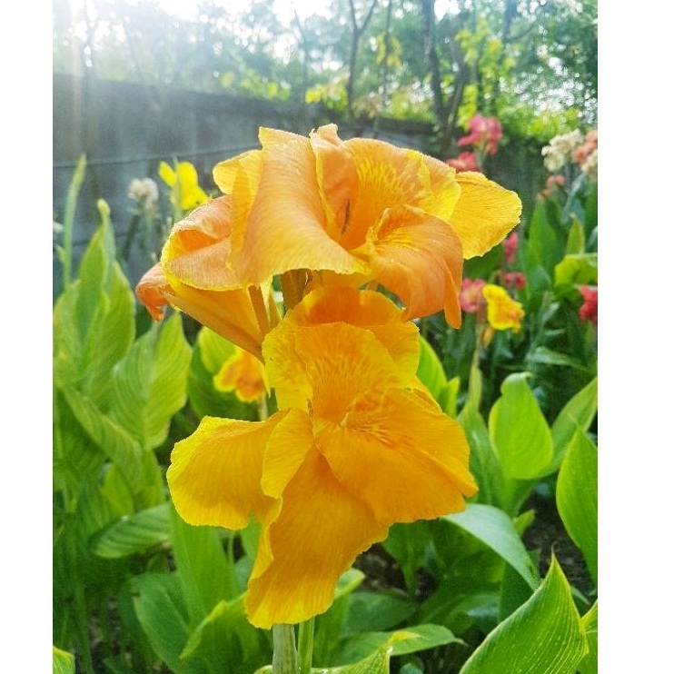 พุทธรักษาไม้ด่าง ไม้มงคล สีใหม่^สีส้มอ่อนลายจุด ดอกใหญ่มาก*2ต้น*สุดคุ้ม