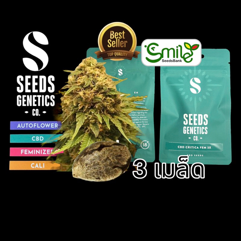 เมล็ดกัญชา CBD Critica (Fem) - Seeds Genetics.Co