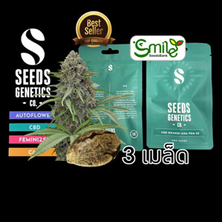 เมล็ดกัญชา Seeds Genetics.Co - CBD Ghandi Goa (Fem)