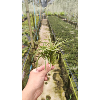 Tillandsia victoria ทิลแลนเซีย