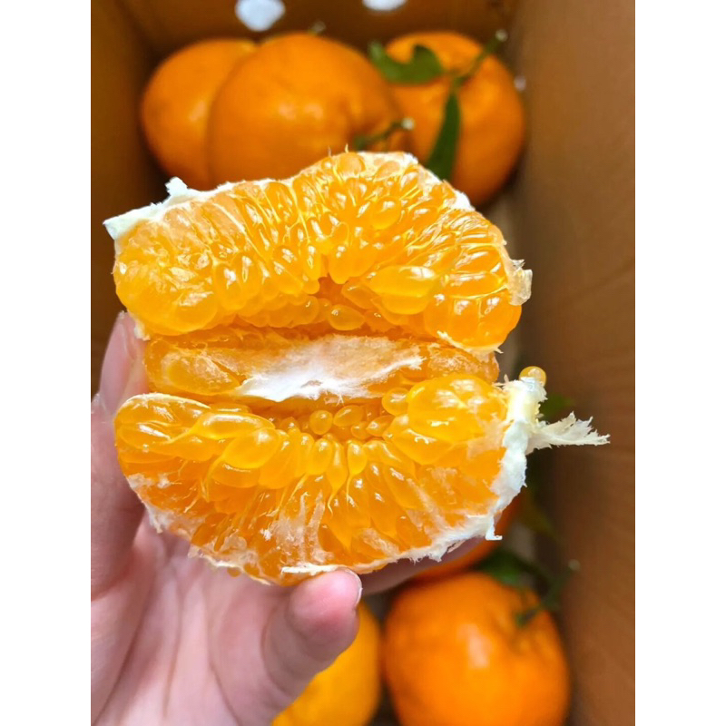 ส้มจุก ส้มมงคล เกล็ดส้มใหญ่มาก ฉ่ำปากสุดๆ อร่อยพร้อมส่ง️(ยกลัง4กิโลกรัม ...