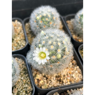 กระบองเพชร แคคตัส คามิเน่ขาว Mammillaria ‘Carmenae’ ไม้ชำหน่อ ดอกสีขาว น่ารักมาก 🌵🌵 {แมมมิลาเรีย, คามิเน่, แคดตัส}