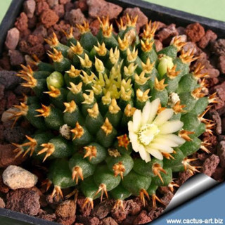 แมมบรู Mammillaria camptotricha cv. Bru ไม้เมล็ด (แยกขายเป็นต้น ส่งถอดราก)