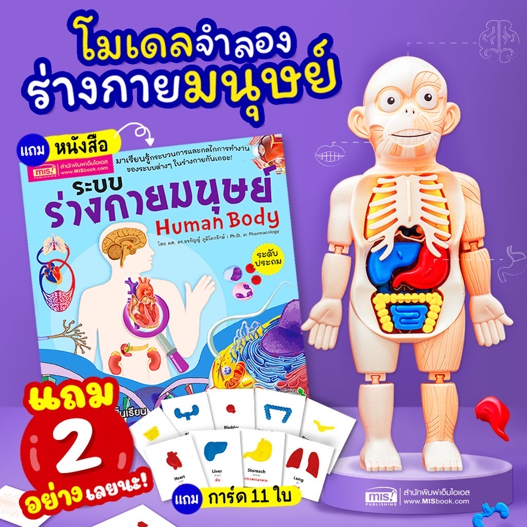หนังสือร่างกายมนุษย์ พร้อมโมเดลร่างกายมนุษย์ 👀+การ์ด!! 💪โมเดลอวัยวะ🦵ของเล่นแนววิทยาศาสตร์ 🧠Human Body Model 👀Anatomy - รูปที่ 7