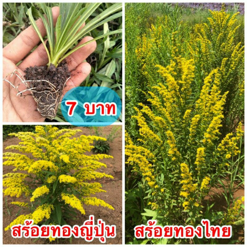 📣 #ต้นสร้อยทอง🌸แบบเพาะชำจนต้นแข็งแรง