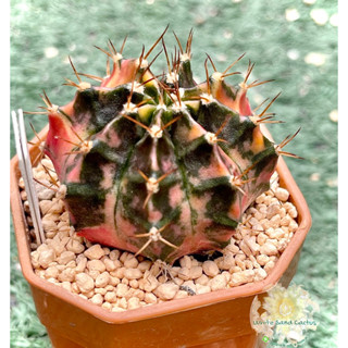 ยิมโน โคลนมะละกอ (Gymnocalycium) ชำหน่อ