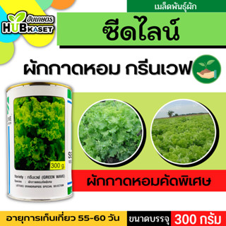 ซีดไลน์ 🇹🇭 ผักกาดหอมคัดพิเศษ กรีนเวฟ ขนาดบรรจุประมาณ 300 กรัม อายุเก็บเกี่ยว 55-60 วัน