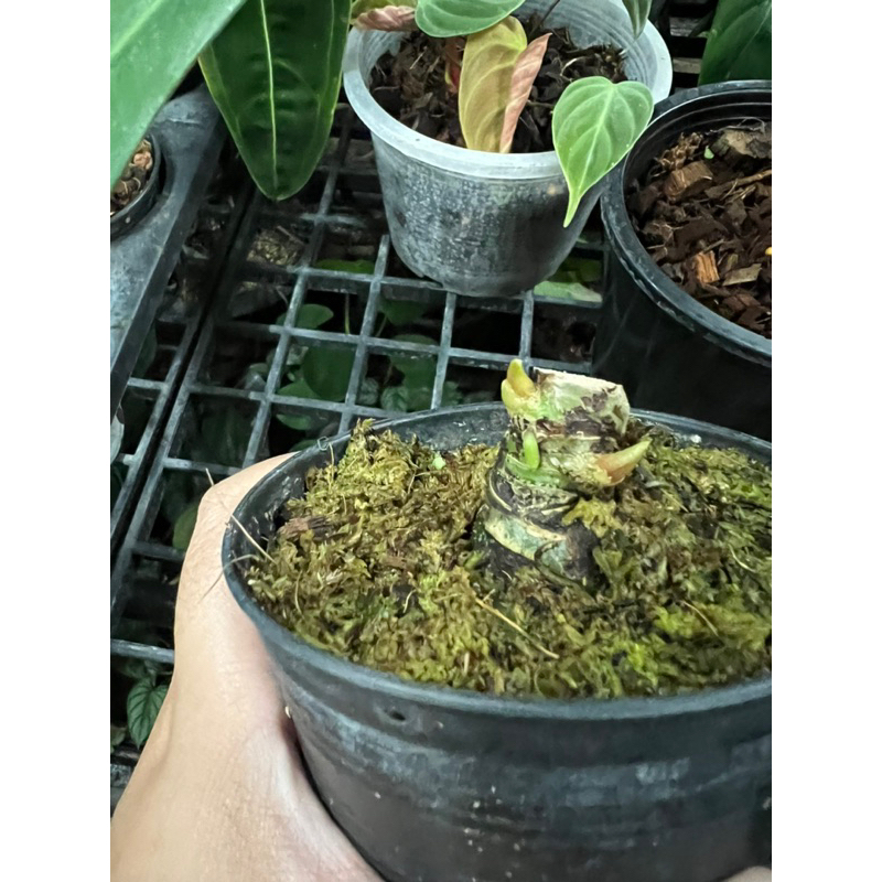 Anthurium regale ไม้ตอ 2ตา แทงแล้ว * คุ้มมาก
