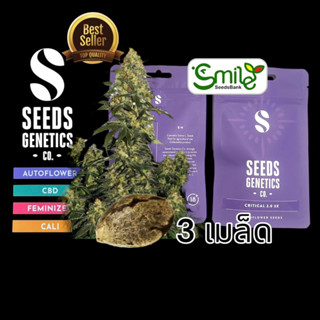 เมล็ดกัญชา Seeds Genetics.Co - Critical 2.0 (Auto)