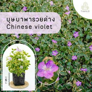 Treeno.9 T140 บุษบาพารวยด่าง - ไม้จัดสวน (รบกวนสั่งซื้อขั้นต่ำ 6 ต้น) (Chinese violet) ถุง 6 นิ้ว / สูง 20-30 ซม. / ไม้ประดับ ไม้ดอก ไม้มงคล (ต้นไม้)