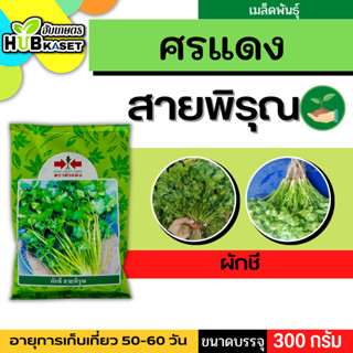 ศรแดง 🇹🇭 ผักชี สายพิรุณ ขนาดบรรจุ 300 กรัม อายุเก็บเกี่ยว 50-60 วัน