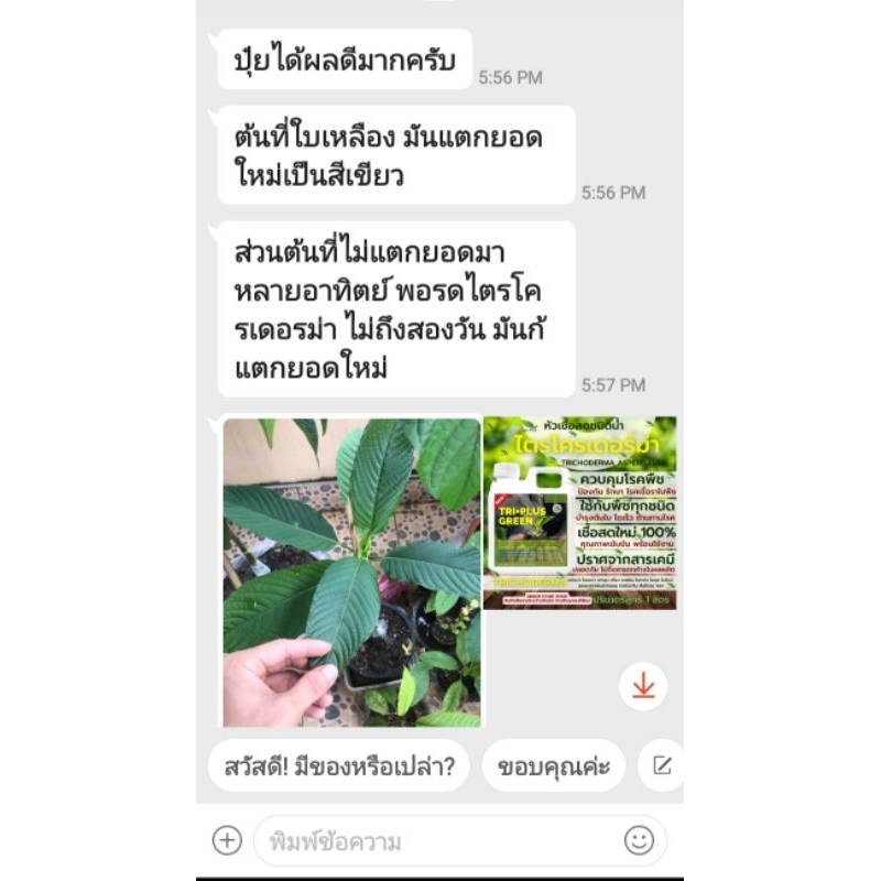 ไตรโคเดอร์มา เชื้อสด ชนิดน้ำ ขนาด 1 ลิตร กำจัดโรค เชื้อรา ราก โคนเน่า ใบหงิก ใบจุด ดิน ต้นไม้ Trichoderma green park รูปที่ 6