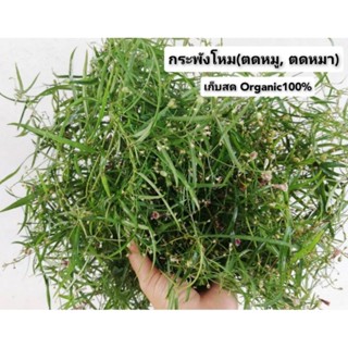 ย่านพาโหม,ตดหมูตดหมา1กก.(ใบสด+เถาว์)