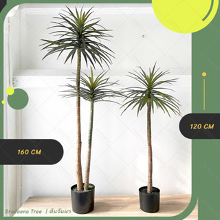 ฟรีตะกร้าสาน 🌟 ต้นดราแคนน่าปลอม Dracaena ต้นจันแดงทะเลปลอม ต้นจันผา ต้นไม้ปลอม