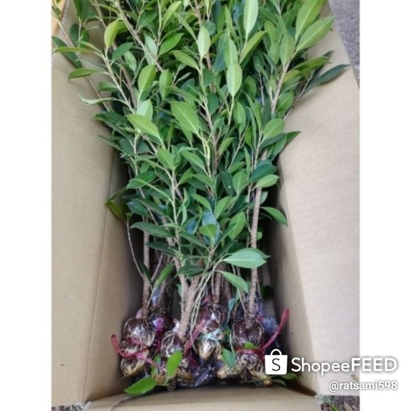 ไทร​เกาหลี​ตอน​ 60​ซม.3​ต้น​100​บาทสั่ง3ชุดแถ​มฟรี​1​ต้น​A1=3​ต้นA3=9​ต้น