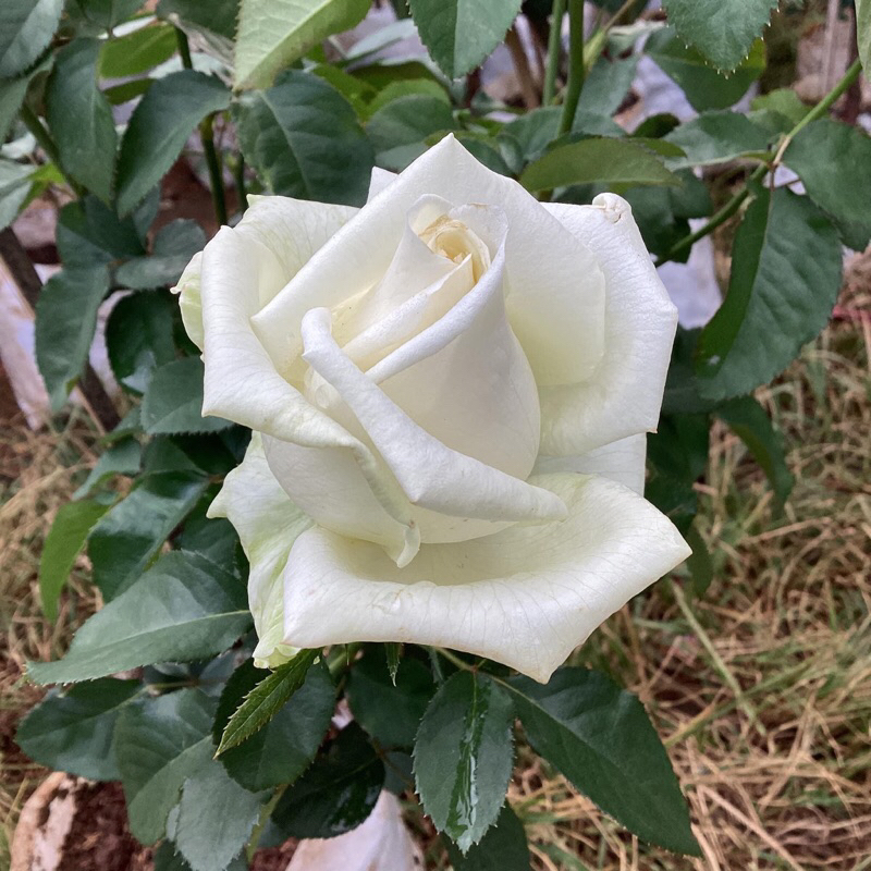 กุหลาบ-สโนว์ควีน “Snow Queen” สีขาว ไร้หนาม-หนามน้อย เหมาะตัดดอกปักแจกัน ไหว้พระ หรือให้คนรัก