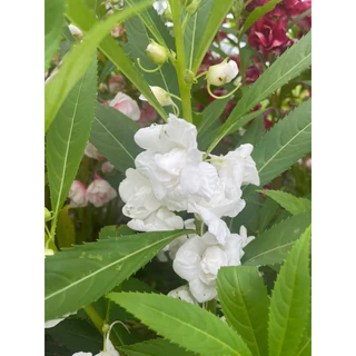 เมล็ดเทียนซ้อน แฟนซี คละสี 300เมล็ด