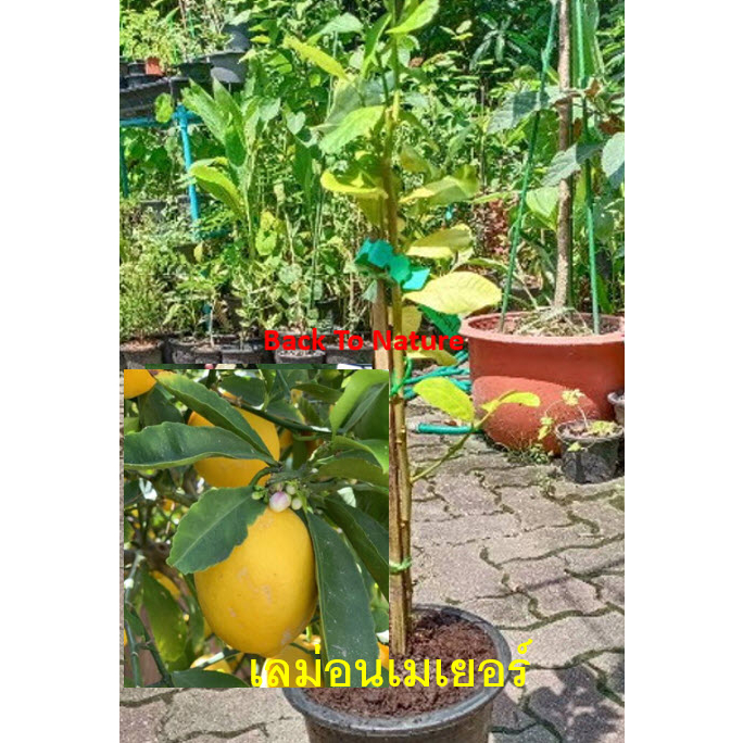 LEMON MEYER TREE, 50-130 cm height - Hybrid Citrus tree เลม่อน เมเยอร์