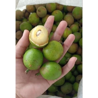 ต้นลำใยคริสตัลสีม่วง/สีแดง/ สีเขียว สูง50-60ซม. แปลกรสชาดลำใย+ลิ้นจี่ กลิ่นทุเรียน ต้นพร้อมปลูกให้ผลไว