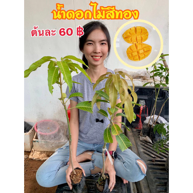#ต้นมะม่วงน้ำดอกไม้สีทอง พันธุ์ทวาย ออกลูกทั้งปี เสียบยอด 10 เดือนติดผล
