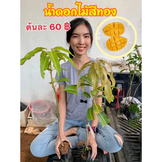 #ต้นมะม่วงน้ำดอกไม้สีทอง พันธุ์ทวาย ออกลูกทั้งปี เสียบยอด 10 เดือนติดผล