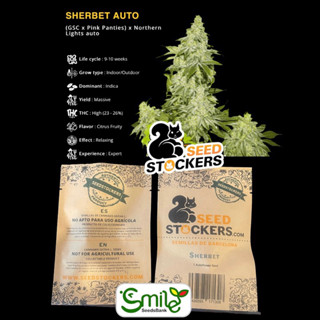 เมล็ดกัญชา Sherbet (Auto) - Seed Stockers