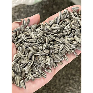 เมล็ดทานตะวันสำหรับเพาะงอก คัดคุณภาพ อัตราการงอก 95% UP (ลายไทย ฤดูกาลใหม่) ราคาปลีก-ส่ง