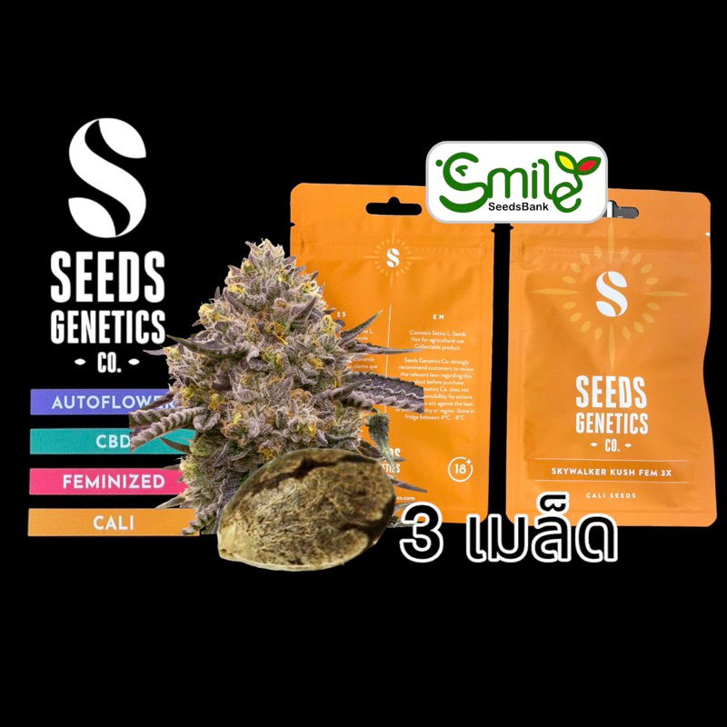 เมล็ดกัญชา Skywalker Kush (Fem) - Seeds Genetics.Co