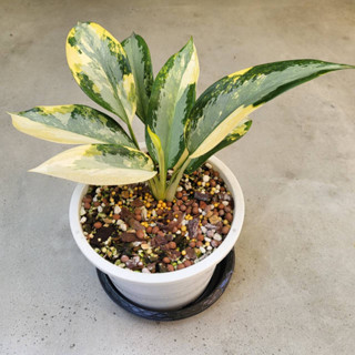 อโกลนีมา สุวรรณภูมิด่าง Aglaonema Sp. Suvarnabhumi Variegated ไม้ด่าง ไม้มงคล จัดส่งพร้อมกระถาง