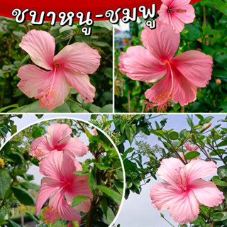 ต้นชบา ชบาหนูสีชมพู ดอกสีขาว ต้นชบาหนู ดอกสีชมพู ต้นกล้าชบา Hibiscus