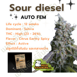 เมล็ดกัญชานอก นำเข้า งานค่าย แท้ 💯 มีแพ็คเกจ เมล็ดพันธ์ุกัญชาสายพันธุ์ sour diesel (ค่ายSeed stockers)