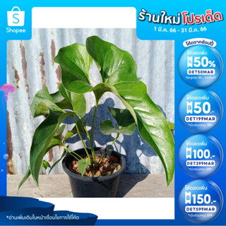 [เหลือ 360.- เก็บโค้ดหน้าร้าน + DET50MAR] ต้นหน้าวัวหูช้าง  Anthurium brownii ไม้หายากชนิดหนึ่ง