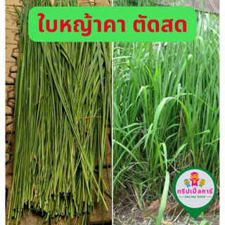 ใบหญ้าคาสด ชงเป็นชาสมุนไพร Imperata cylindrica ใบหญ้าคา 500 กรัม