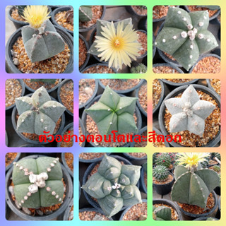 🌵💥 แอสโตรมายริโอ้ 💥🌵 Astrophytum myriostigma  ไม้เมล็ด ขนาด2-4 ซม. ต้นกระบองเพชร ต้นแคคตัส (แคคตัส กระบองเพชร)