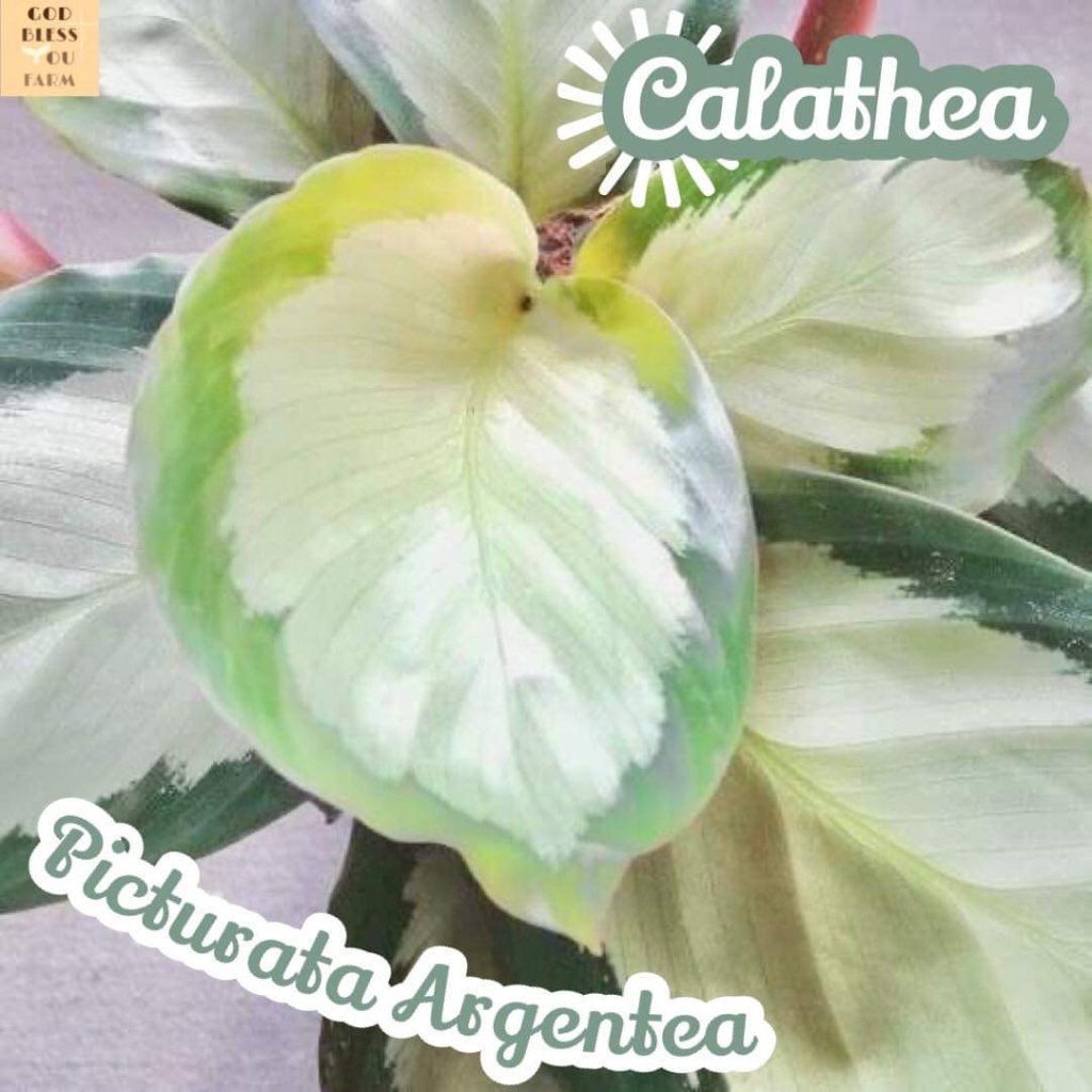 [คล้าถุงเงิน] Calathea Picturata Argentea ไม้ใบ ดอก ไม้ฟอก สี แดด ใบสวย ต้นไม้ ประดับ ทน ของขวัญ