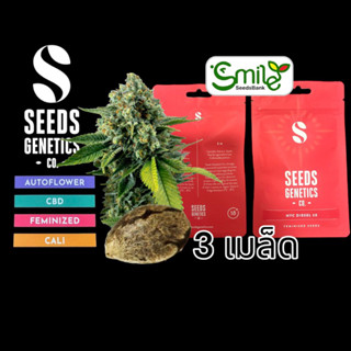 เมล็ดกัญชา Seeds Genetics.Co - NYC Diesel (Fem)