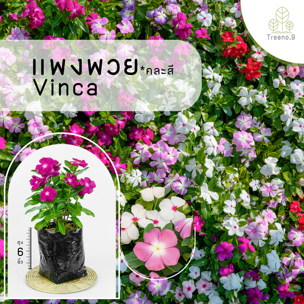 Treeno.9 T194 ผีเสื้อ ดอกไม้กินได้(รบกวนสั่งซื้อขั้นต่ำ 6 ต้น) (แบบคละสี) (Dianthus) ถุงดำ/กระถาง 6 นิ้ว/20-30 ซม. ม้ดอก