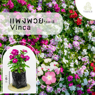 Treeno.9 T467 แพงพวย คละสี (รบกวนสั่งซื้อขั้นต่ำ 6 ต้น)   - ดอกไม้กินได้ (Vinca) ถุง 6 นิ้ว / สูง 25-35 ซม. / ไม้จัดสวน ไม้ประดับ ไม้ดอก (ต้นไม้)