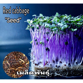 เมล็ดไมโครกรีน red cabbage บรรจุ 5 กรัม