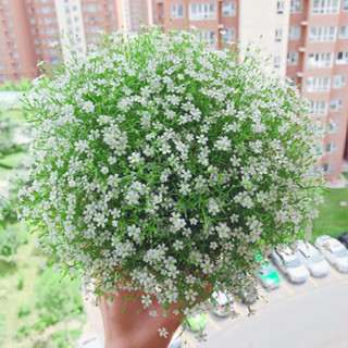 เมล็ดพันธุ์ยิปโซ พันธุ์ดอกไม้ 100เมล็ด Mixed Color Gypsophila Flower Seeds พุ่มใหญ่พร้อมลวดแขวน ดอกไม้จริง