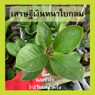 ต้นเศรษฐีเงินหนาใบกลม ส่งพร้อมกระถาง6นิ้ว เลี้ยงง่าย แสงรำไร 1-2วันรดน้ำครั้ง