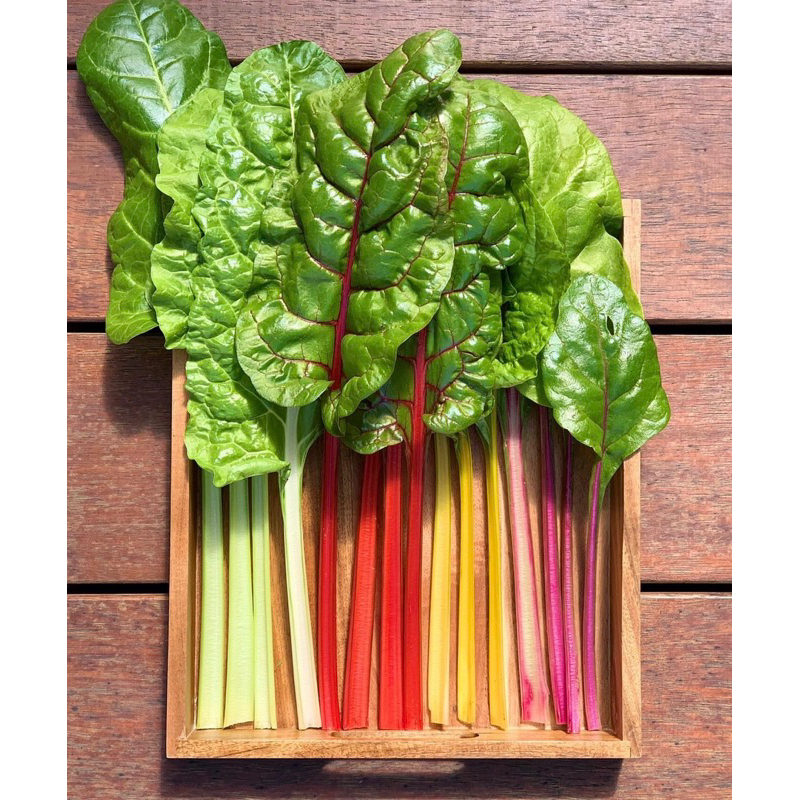 เมล็ดพันธุ์ rainbow swiss chard หลากสี 2 กรัม