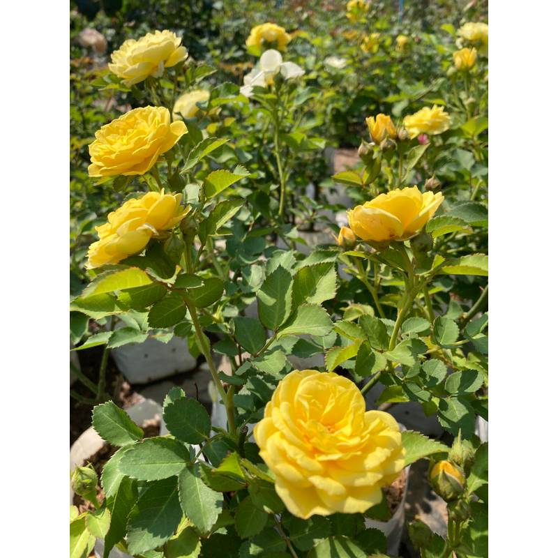 กุหลาบพวงเหลืองหอมดอกดก (เหลืองเฉลิมพระเกียรติ) ถุงละ 100 บาท ส่งยกต้นพร้อมดอก