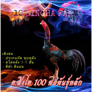 ไข่ไก่ชน ต้นเหล่า มณีแดง 22 ล้าน ชุด 2 ฟอง รับประกันเชื้อ!!! (ส่งด่วน)!!!