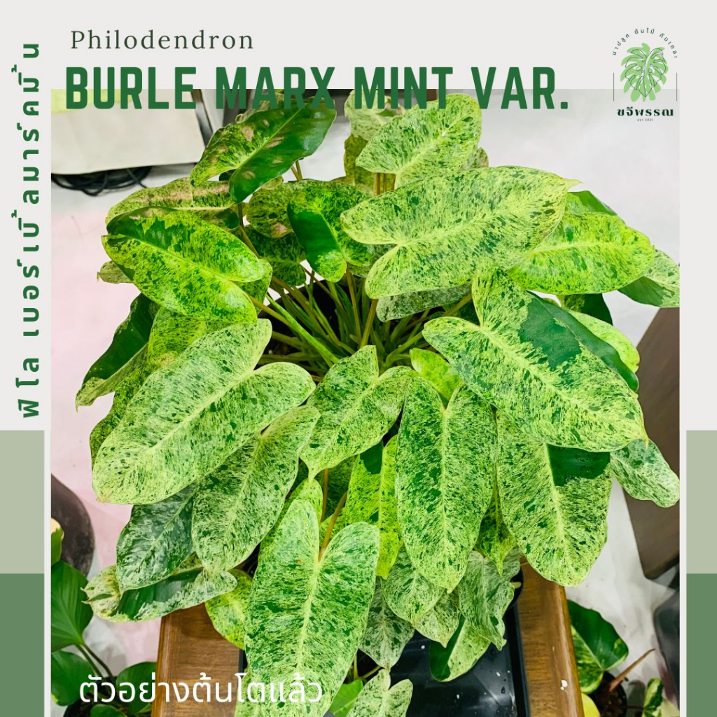 ฟิโลเบอร์เบิ้ลมาร์คด่างมิ้น | ฟิโลเดนดรอน เบอร์เบิ้ลมาร์คมิ้น | Philodendron burle marx mint variege