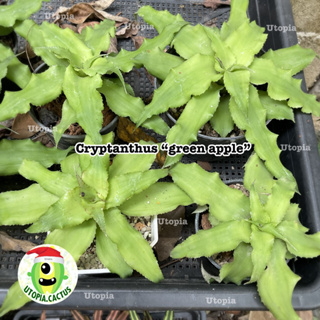 สับปะรดสี คริปแทนทัส แอปเปิลเขียว - Cryptanthus green apple 🍏