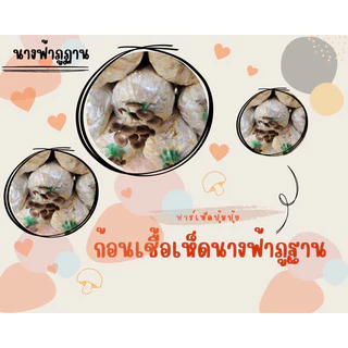 ก้อนเชื้อเห็ดนางฟ้าภูฐาน ผลิตเองจากฟาร์ม 10ก้อน 150บาท เชื้อเดินได้ 80% แล้วค่ะ