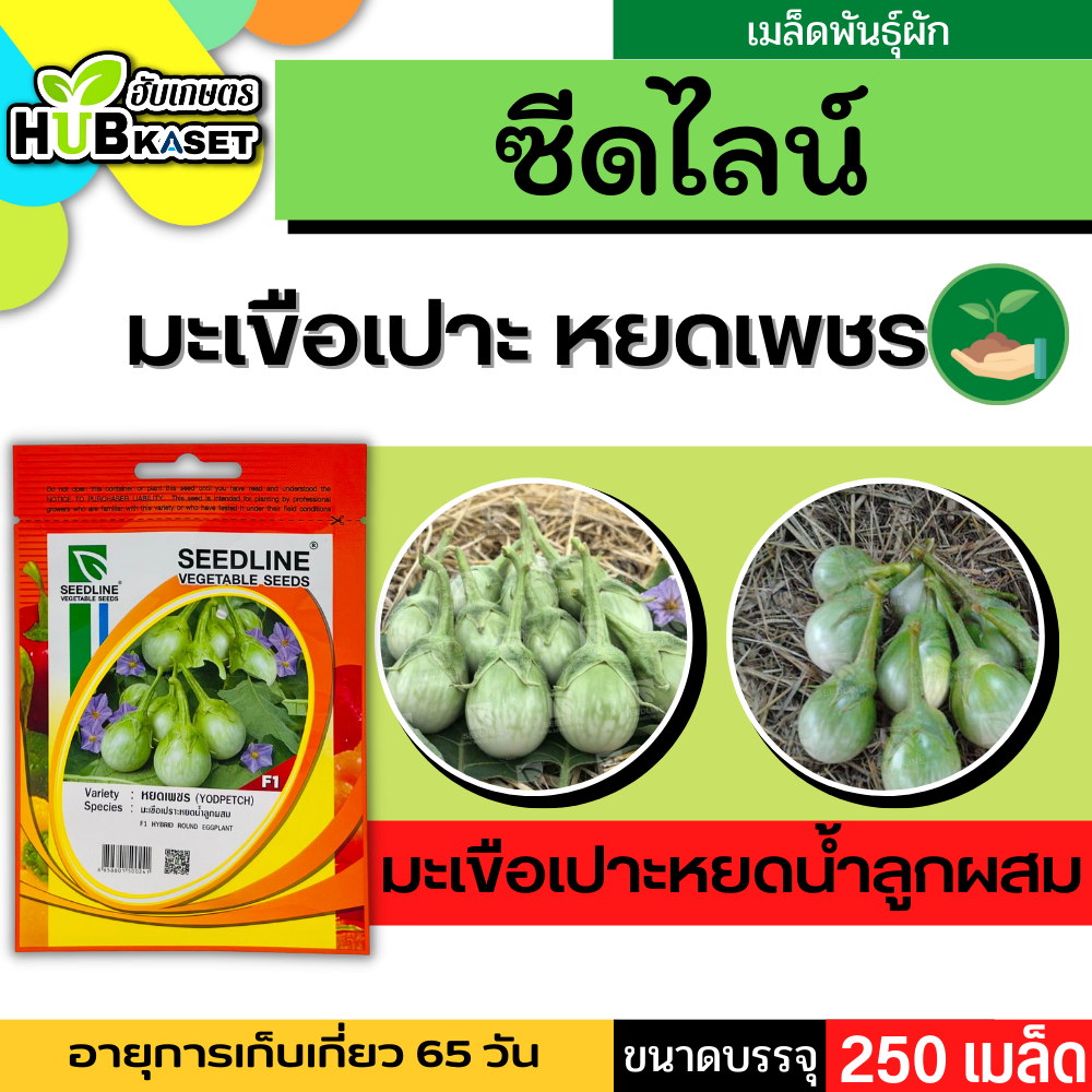 ซีดไลน์ มะเขือเปราะหยดน้ำลูกผสม หยดเพชร ขนาดบรรจุประมาณ 250 เมล็ด อายุเก็บเกี่ยว 65 วัน